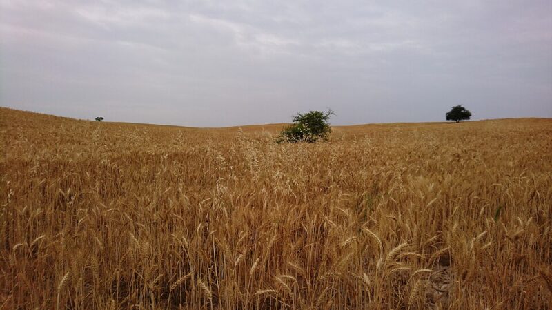 گندم‌زار ایرانی در بهبهان؛ نمادی از امنیت غذایی، تولید داخلی و کرامت معیشتی